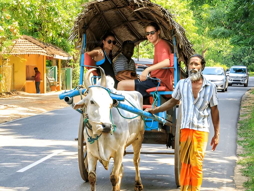 village tour by bullock cart