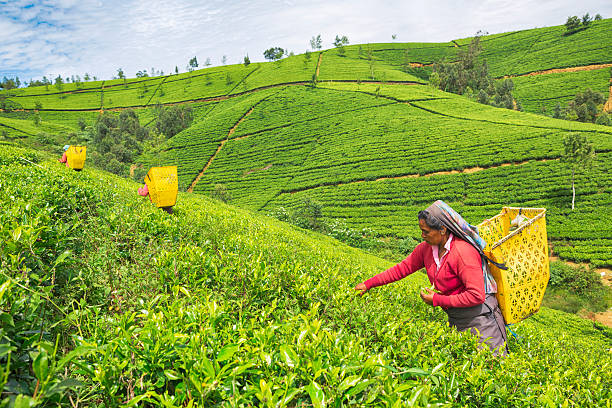 Tea Plantation in Nuwara Eliya