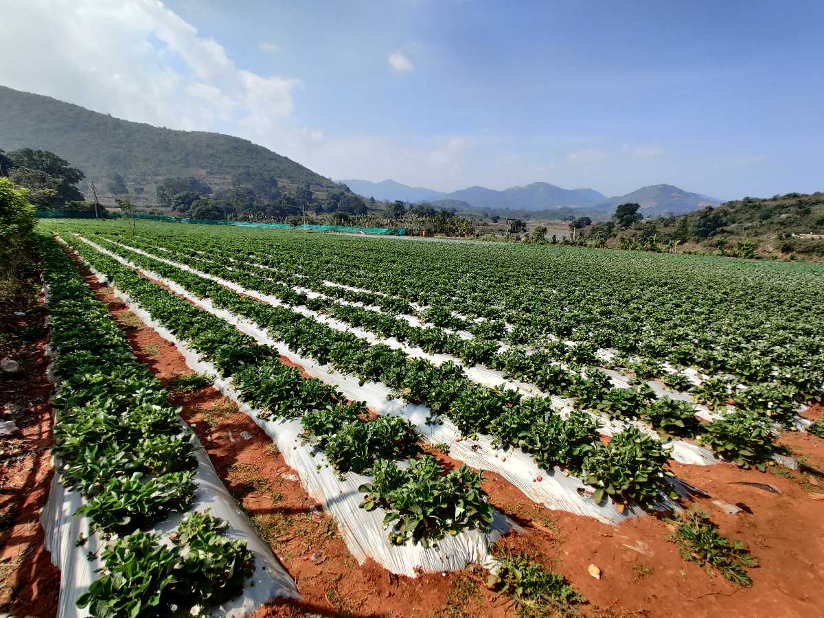 Visit a strawberry farm