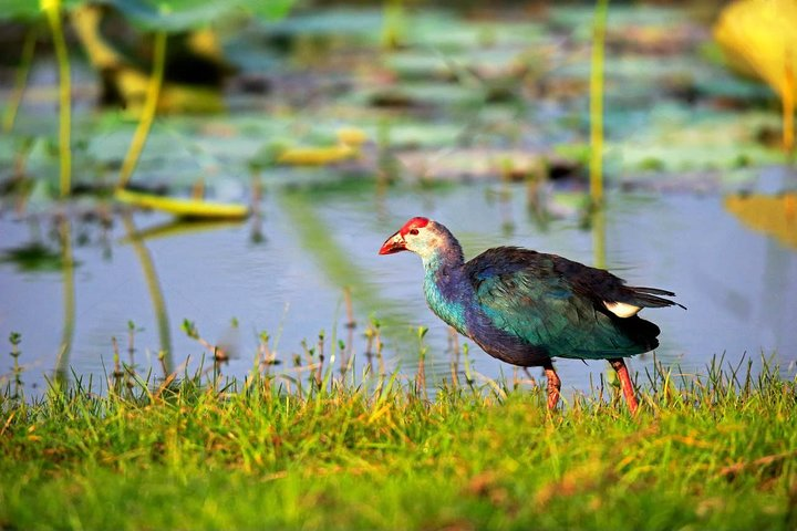 Go bird watching at Muthurajawela Marsh