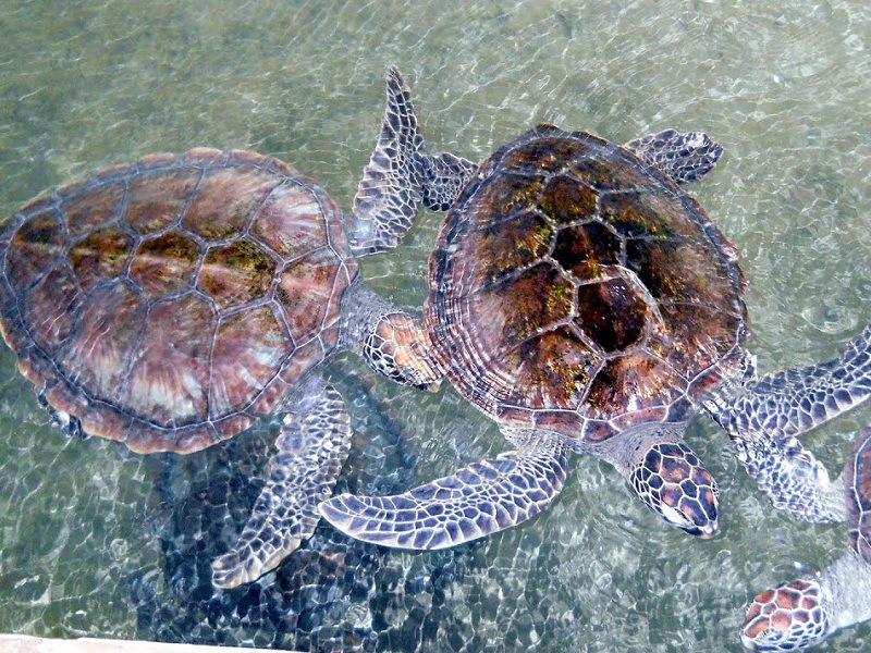 Visit a turtle hatchery
