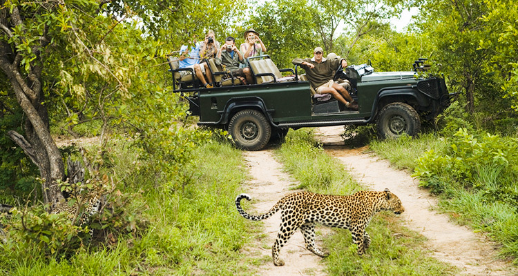 Enjoy a wildlife safari