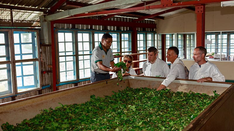 Tour a tea factory.