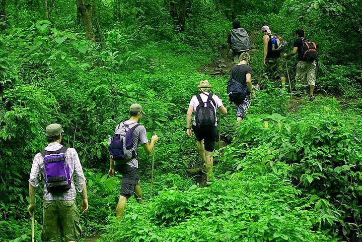 Jungle Trekking