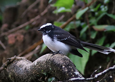 Bird Watching & Nature Photography